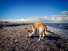 The dog has fun at the Baltic Sea on the island of Fehmarn | September 11, 2014 | District Ostholstein - Schleswig-Holstein - Germany