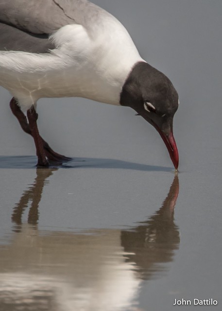 Self admiration…when a mirror just isn’t available!    A Laughing Gull at Myrtle Beach, South Carolina.