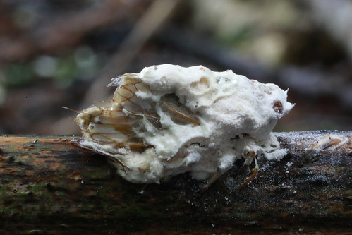 fungus fungi cordyceps bassiana icing sugar insect puketoki reserve kaimai forest bayofplenty newzealand nz