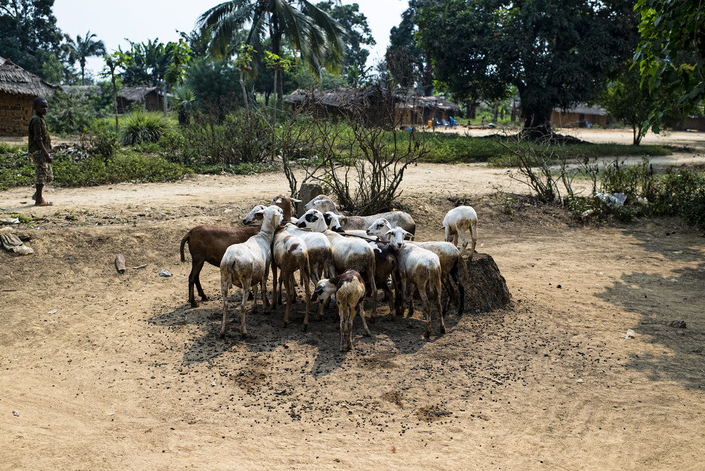 Sheep gather for feeding, Lukolela, Democratic Republic of Congo.