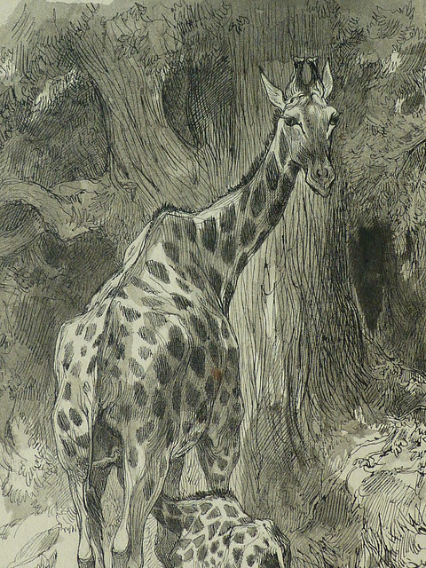 LANÇON Auguste André - Jeune Girafe têtant sa Mère dans une Forêt (drawing, dessin, disegno-Louvre RF22887) - Detail 10