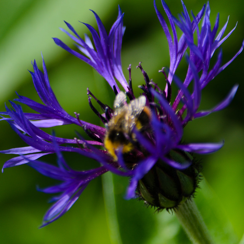 Bumblebee on knapweed
