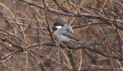 Rufous-vented Tit | by bbalbatross