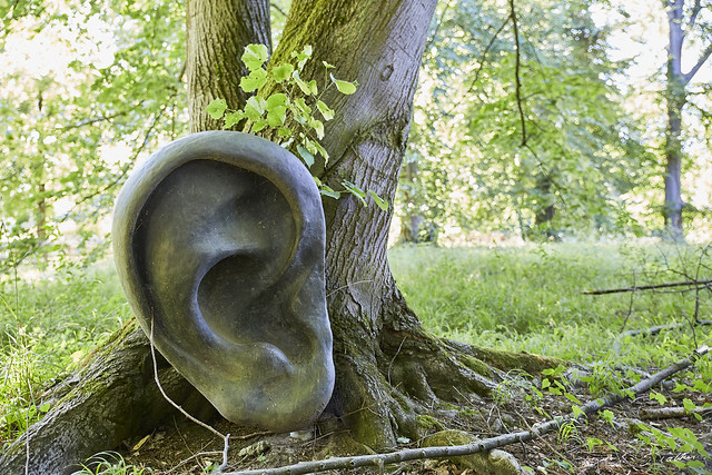 Les arbres ont des oreilles ... ~ The trees have ears