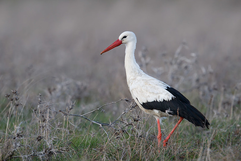 Ciconia ciconia | White Stork | vit stork