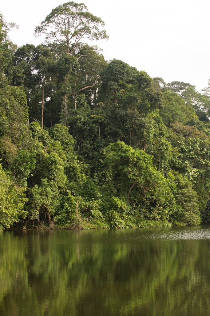 Danum Valley is a primary rainforest and home to an astonishing amount of interesting plants.