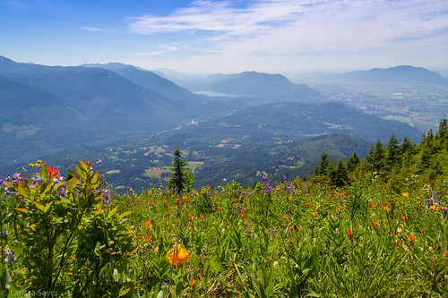 2017 britishcolumbia canada chilliwack elkmountain hiking summer flowers wildflowers tigerlily liliumcolumbianum columbialily oregonlily view mountains bordermountains