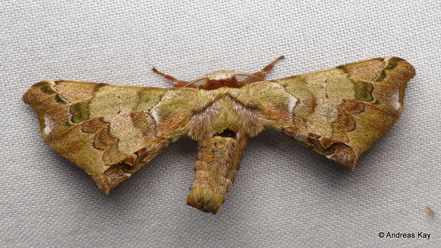 American Silkworm Moth, Quentalia lapanensis? Apatelodidae