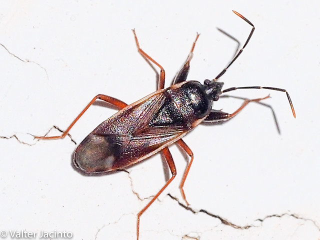 Percevejo // Dirt-colored Seed Bug (Eremocoris fenestratus)