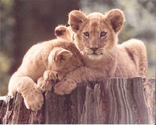 Yellow Tag's Cubs; Windsor 1984-08