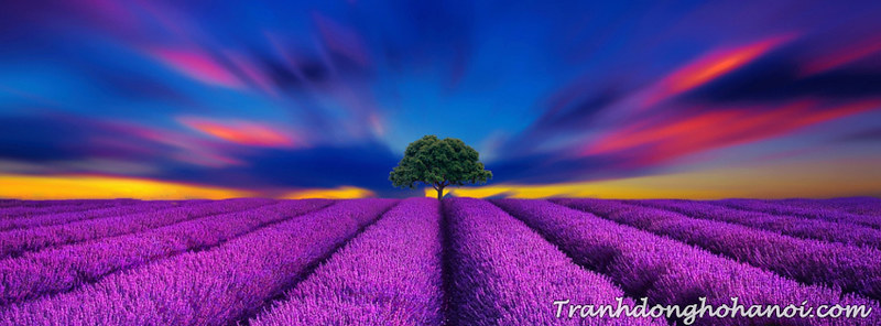 Phong cảnh đẹp hoa oải hương làm ảnh bìa facebook | Phong cả… | Flickr