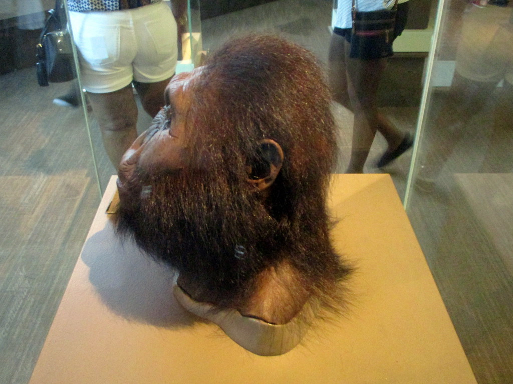 Male Reconstruction of Paranthropus boisei Based on OH 5 & KNM-ER 406 by John Gurche