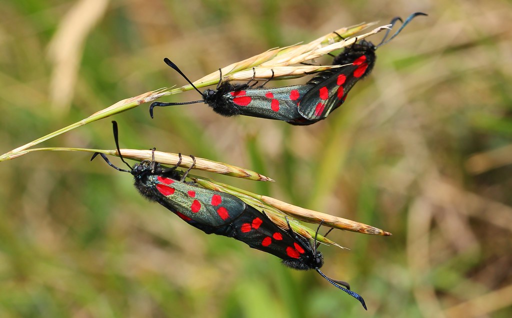 Six Spot Burnet Moth (Mating) - Zygaena filipendulae 070717 (4)
