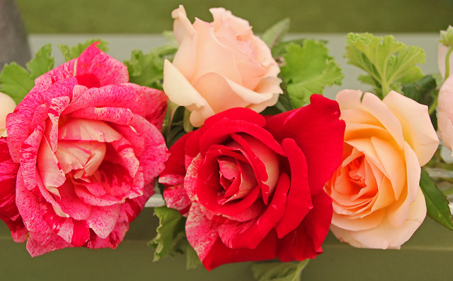 Hampton Court Flower Show - Roses