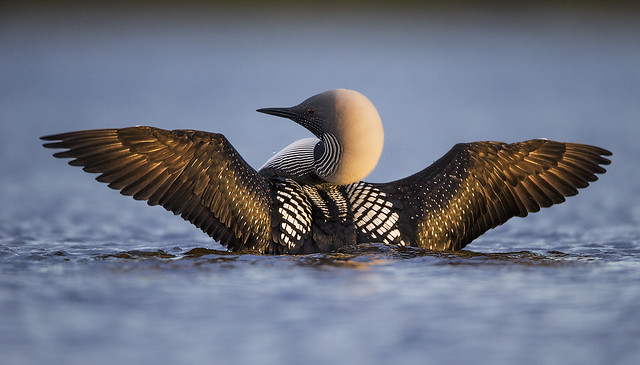 Pacific Loon - Golden Hour Wing Spread