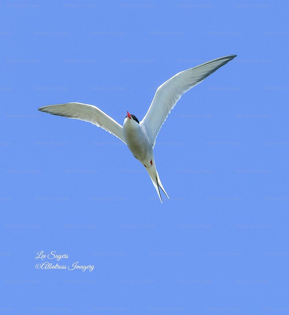 Beautiful Common Tern.
