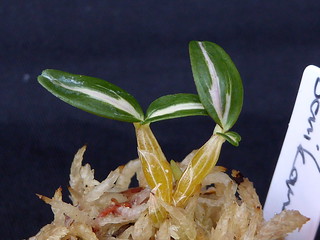 Dendrobium moniliforme Benikomachi (紅小町) | by Orchimatze