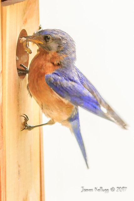Male bluebird with worm