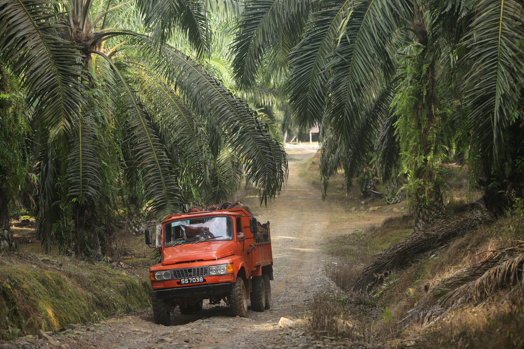 A truck transporting harvested oil palms, Sabah, Malaysia.