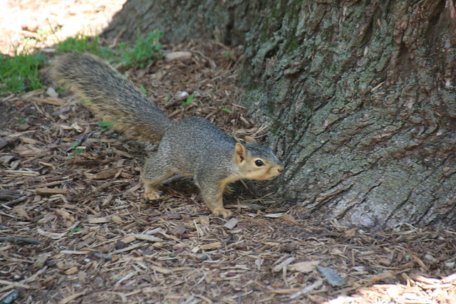 Squirrels on a Hot Day in Ann Arbor at the University of Michigan (June 12th and 13th, 2017)