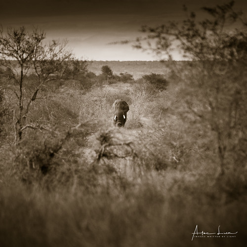 africa zimbabwe animal bush elephant landscape landscapephotography mammal nature naturephotography savannah wildlife wildlifephotography matabelelandnorthprovince zw