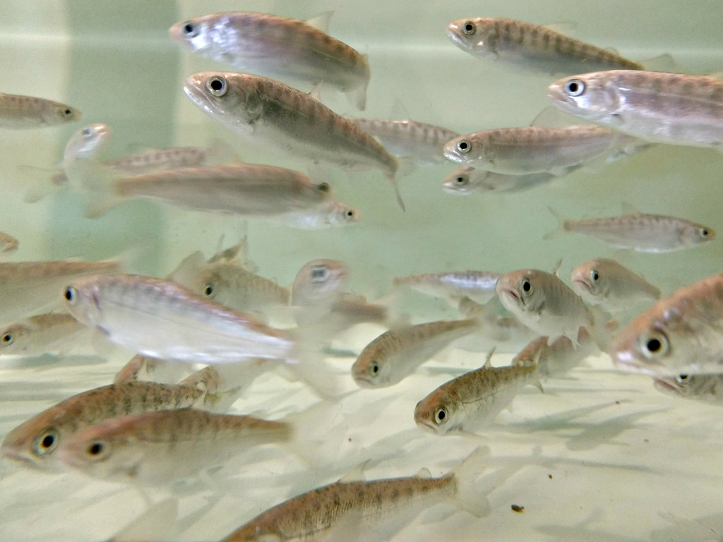 Coho Salmon Fry
