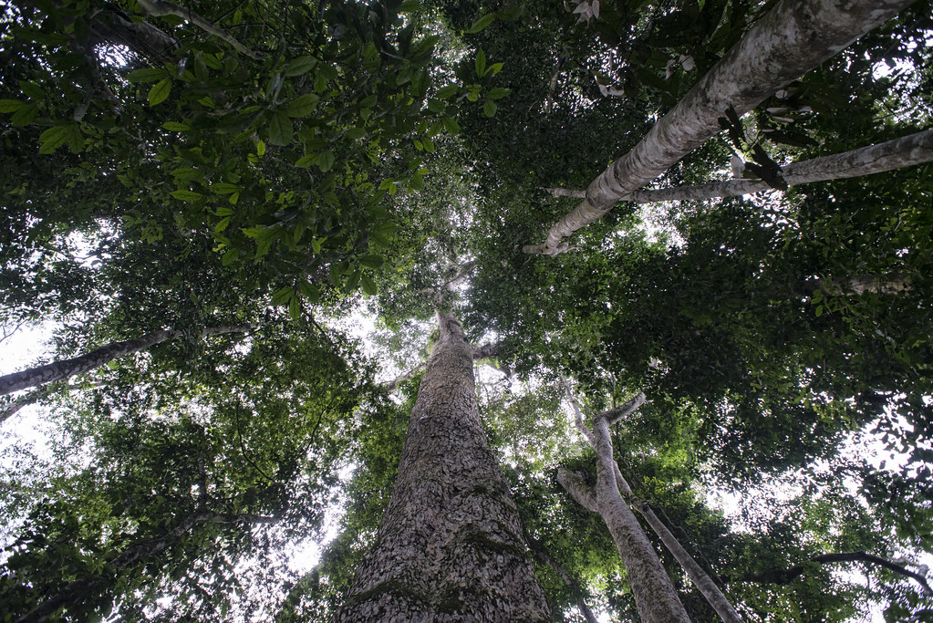 Biggest tree in the forest reserve named Entandrophragma utile, which is currently on the ICUN Red list as vunerable, near...