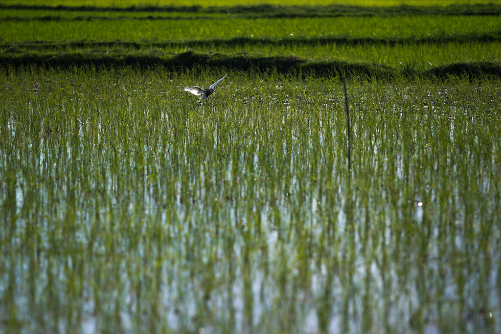 Pangkajene, Indonesia. A bird at a rice field in Pangkep, South Sulawesi, Indonesia on June 8, 2014.
