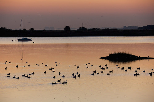 4star 2012 birds essex geese maldon morning silhouette sunrise swim water