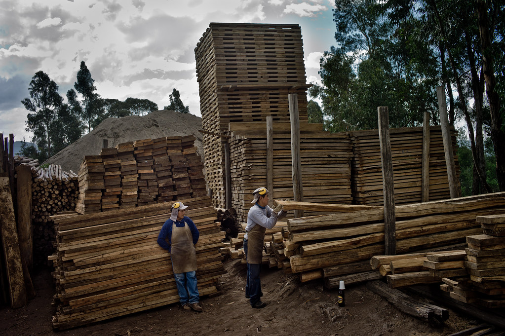 Workers in a timber yard that sells wood from the Amazon, Quito, Ecuador.