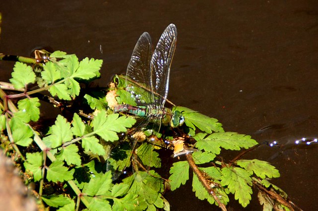 Female Emperor Dragonfly (Anax imperator), Levanda do Norte, Madeira