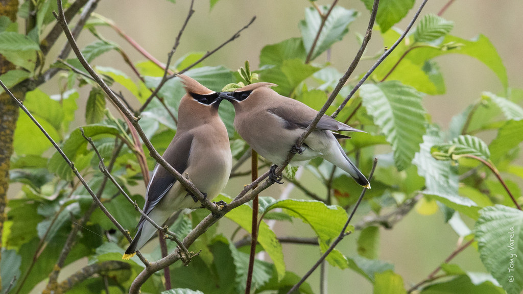 Cedar waxwing (Bombycilla cedrorum)