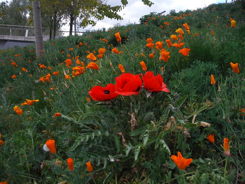 Flowers near Diamond Bridge SWC Short Walk 27 - The Olympic Park, Hackney Wick and Fish Island