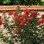 Rosen und Steinmauern