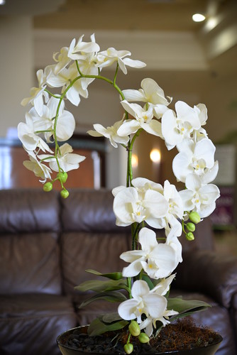 orchids flowers phalaenopsis hotelaeropuerto loscabosbcsmexico nikond610 nikkor35135mmƒ3545af geotagged