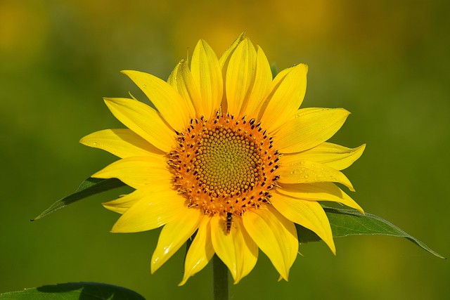 Sunflower in the morning light