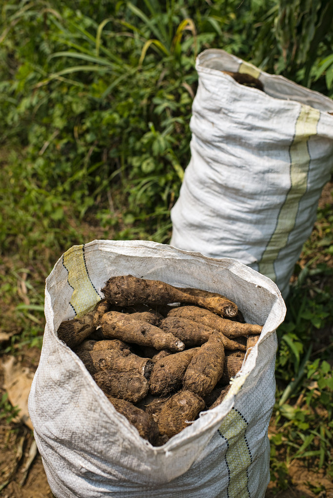Local production of sweet potatoes while on the way to the reserve, Democratic Republic of Congo.