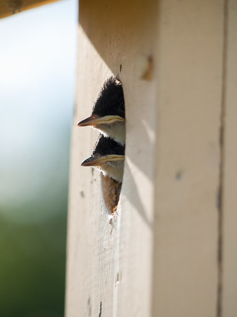 Young tree swallows