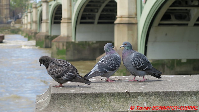 London - Fighting Pigeons