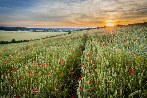 chartham poppies canterbury kent field sunset