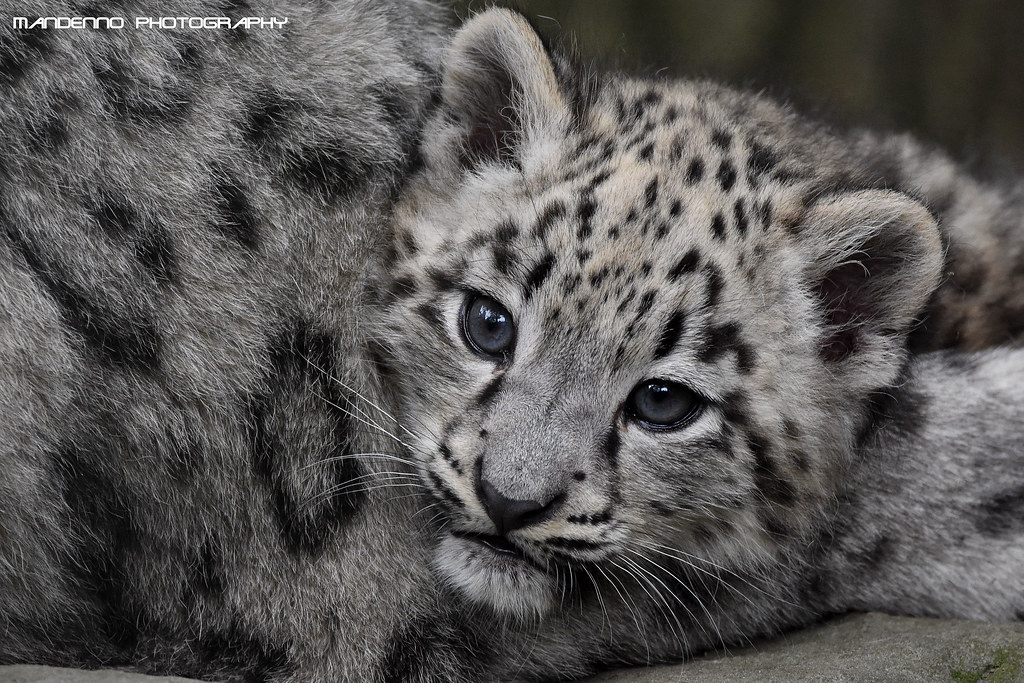 Snowleopard cub - Zoo Krefeld