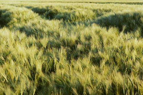 wheat sunset golden hour nikon f3 135mm f28 eseries ultramax400 film scan