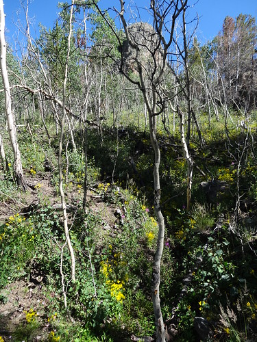 chfstew colorado coloradotrail hiking segment5 trail landscape