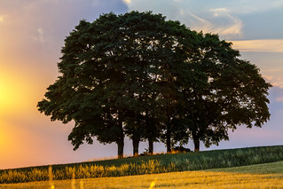 Five Trees - Upper Franconia, Germany