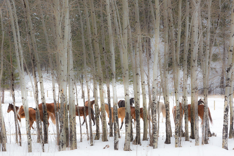 TCR Horses behind aspens no wire by Pam Voth_A9A0641-Edit-2-2-Edit_no_wire-2