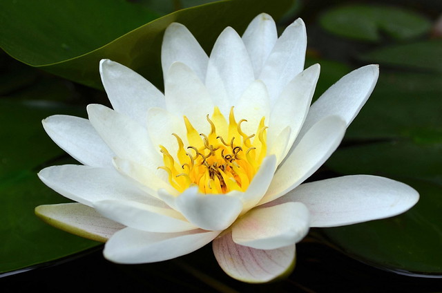 White Lotus or White water lily (China)