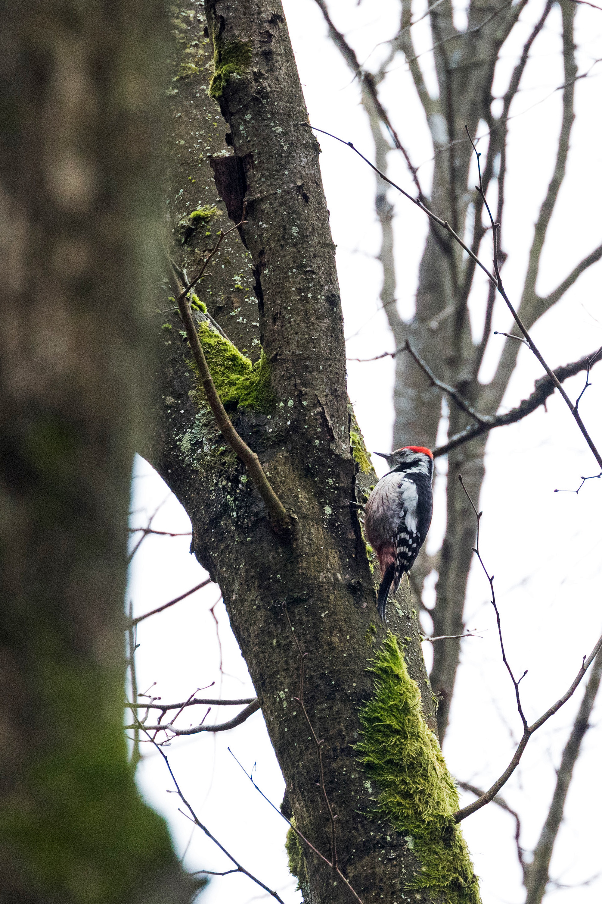 Middle Spotted Woodpecker - Poland