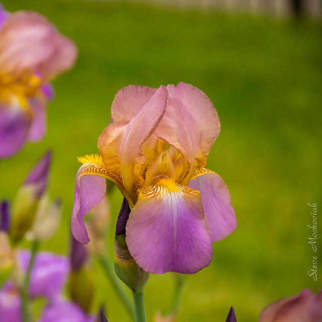 Presby Memorial Iris Garden_0853