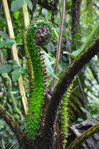 manizales colombia caldas parquelosyarumos ecoparquelosyarumos losyarumos ecopark cloudforestpreserve cloudforest preserve