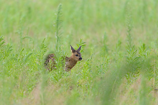 Fawn after rain (1/2)